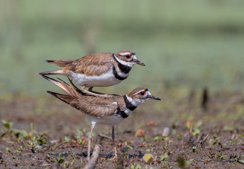Killdeer photographed in Hawaii