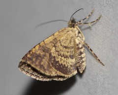 Crasilogia gressitti