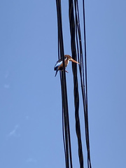 Halcyon smyrnensis