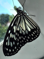 Ideopsis juventa