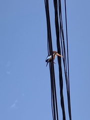 Halcyon smyrnensis