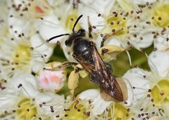 Andrena crataegi