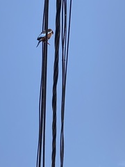 Halcyon smyrnensis