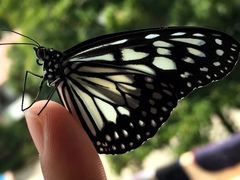 Ideopsis juventa