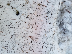 Chlamydomonas nivalis