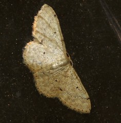 Idaea pilosata