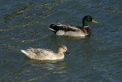 Anas platyrhynchos