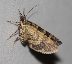 Crasilogia gressitti