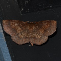 Metarranthis angularia