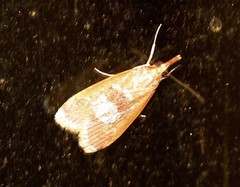 Syntonarcha vulnerata