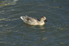 Anas platyrhynchos