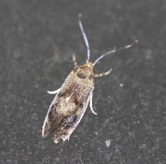 Pycnocera hypoxantha