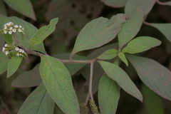 Tournefortia rufosericea