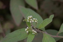 Tournefortia rufosericea
