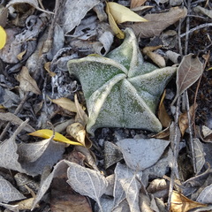 Astrophytum myriostigma