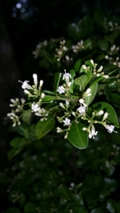 Psychotria ankafinensis image
