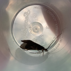 Mystacides sepulchralis