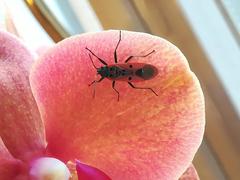 Lygaeus creticus