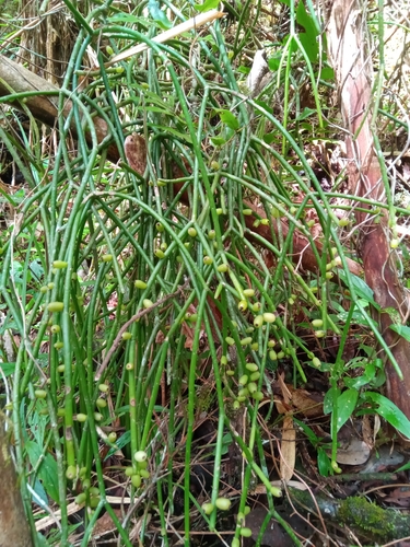 Rhipsalis baccifera image