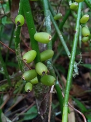 Rhipsalis baccifera image