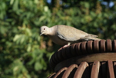 Streptopelia decaocto