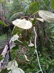 Dichaetanthera
