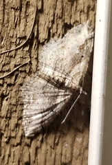 Costaconvexa