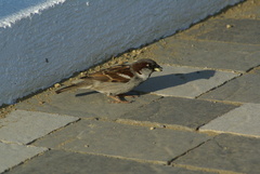 Passer domesticus