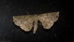 Parepisparis multicolora