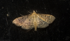 Herpetogramma stultalis