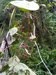 Dichaetanthera
