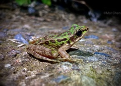Odorrana tianmuii