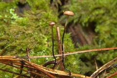 Pseudomarasmius pallidocephalus