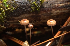 Pseudomarasmius pallidocephalus