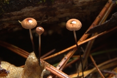 Pseudomarasmius pallidocephalus