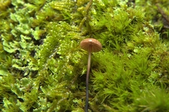 Pseudomarasmius pallidocephalus