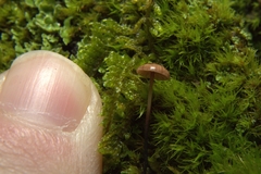 Pseudomarasmius pallidocephalus
