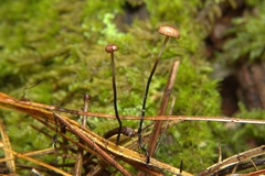 Pseudomarasmius pallidocephalus