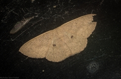 Cosymbiini