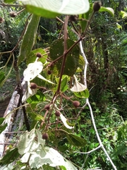 Dichaetanthera