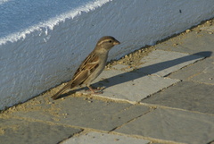 Passer domesticus