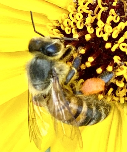iNaturalist observation photo of Western Honey Bee