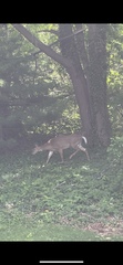 Odocoileus virginianus