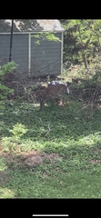Odocoileus virginianus