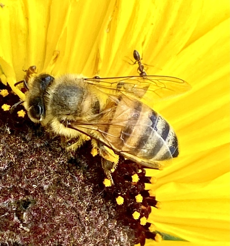 iNaturalist observation photo of Argentine Ant