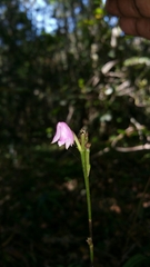 Polystachya rosea image