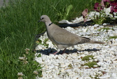 Streptopelia decaocto