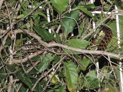 Thamnophis marcianus praeocularis