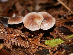 Mycena vinacea
