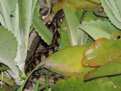 Thamnophis marcianus praeocularis